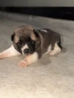 Finn, a male Akita for sale in Memphis, TN – 4 of 7