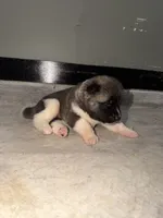 Ivy, a female Akita for sale in Memphis, TN – 6 of 7