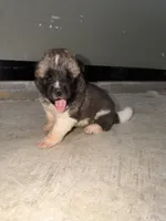 Knox , a male Akita for sale in Memphis, TN – 2 of 8