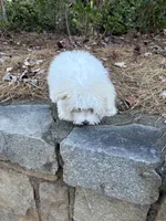 Scrappy , a male Maltese for sale in Atlanta, GA – 3 of 7