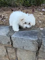 Scrappy , a male Maltese for sale in Atlanta, GA – 2 of 7
