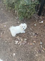 Scrappy , a male Maltese for sale in Atlanta, GA – 7 of 7