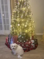 Scrappy , a male Maltese for sale in Atlanta, GA – 4 of 7