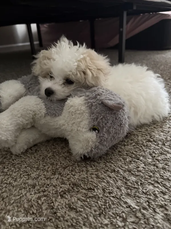 Scrappy  – Maltese puppy for sale in Atlanta, GA