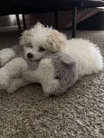 Scrappy , a male Maltese for sale in Atlanta, GA – 1 of 7