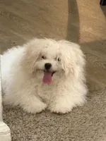 Scrappy , a male Maltese for sale in Atlanta, GA – 6 of 7