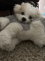 Scrappy , a male Maltese for sale in Atlanta, GA – 5 of 7
