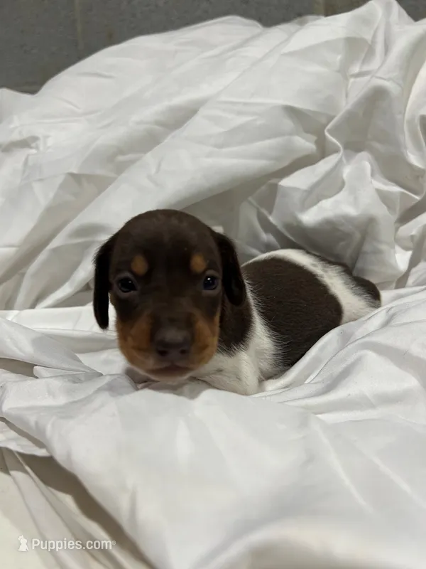 Short hair Female piebald – Miniature Dachshund puppy for sale in Westminster, SC