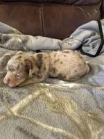 Male dapple , a male Miniature Dachshund for sale in Westminster, SC – Photo 3 of 4