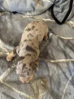 Male dapple , a male Miniature Dachshund for sale in Westminster, SC – Photo 4 of 4