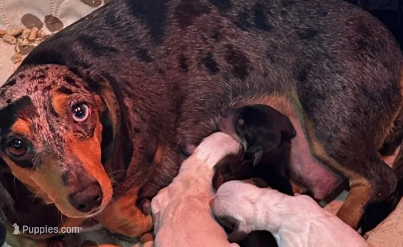 Robyn  – Miniature Dachshund puppy for sale in Westminster, SC