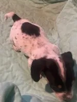 Male with heavy ticking, a male Miniature Dachshund for sale in Westminster, SC – Photo 3 of 4