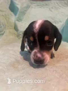 Male with heavy ticking – Miniature Dachshund puppy for sale in Westminster, SC