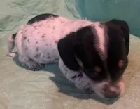 Male with heavy ticking, a male Miniature Dachshund for sale in Westminster, SC – Photo 4 of 4