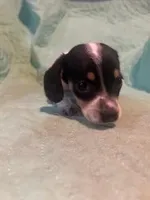 Male with heavy ticking, a male Miniature Dachshund for sale in Westminster, SC – Photo 2 of 4