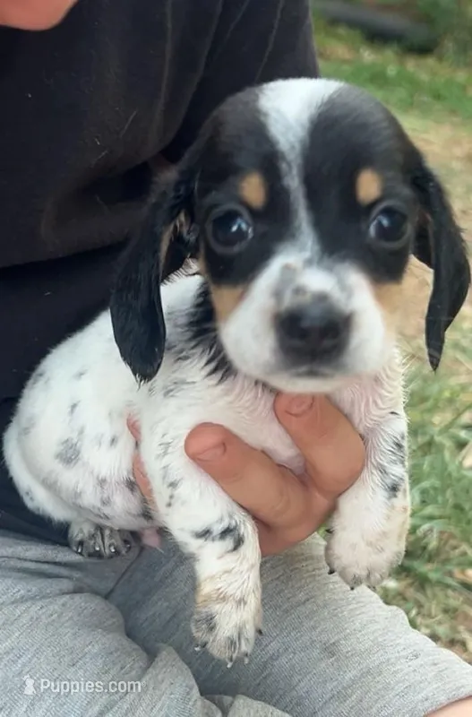 Male with heavy ticking – Miniature Dachshund puppy for sale in Westminster, SC