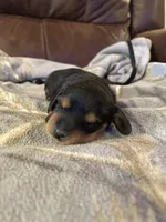 Male black and tan , a male Miniature Dachshund for sale in Westminster, SC – Photo 2 of 2