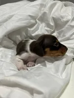 Short hair Female piebald, a female Miniature Dachshund for sale in Westminster, SC – 2 of 3