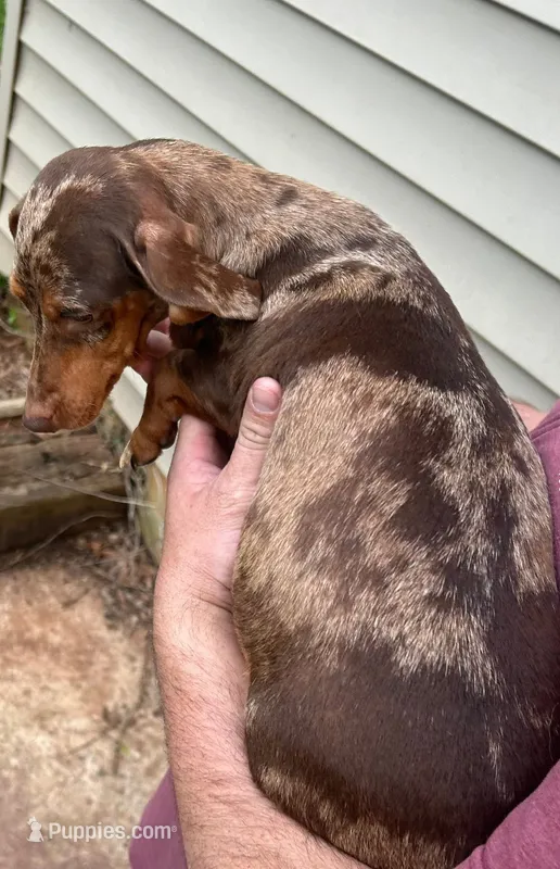 Sasha – Miniature Dachshund puppy for sale in Westminster, SC
