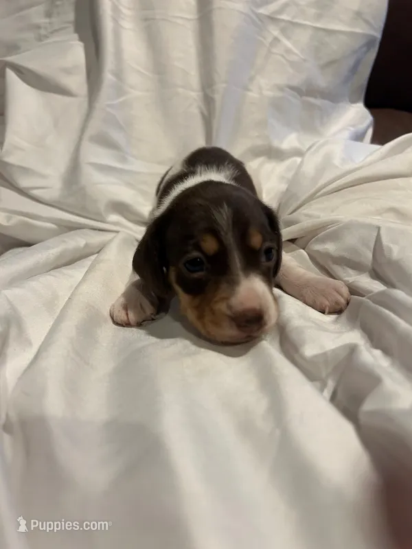 Short hair Female piebald – Miniature Dachshund puppy for sale in Westminster, SC