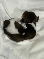 Female piebald, a female Miniature Dachshund for sale in Westminster, SC – 2 of 2