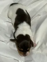 Piebald male, a male Miniature Dachshund for sale in Westminster, SC – 2 of 2