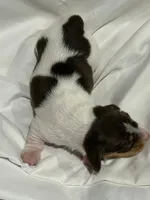 Female piebald, a female Miniature Dachshund for sale in Westminster, SC – 2 of 2