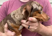 Sasha, a female Miniature Dachshund for sale in Westminster, SC – 2 of 2