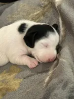 Female piebald , a female Miniature Dachshund for sale in Westminster, SC – Photo 4 of 5