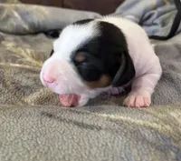 Female piebald , a female Miniature Dachshund for sale in Westminster, SC – Photo 1 of 5
