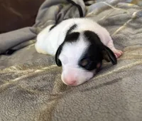 Female piebald , a female Miniature Dachshund for sale in Westminster, SC – Photo 3 of 5