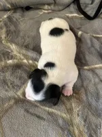 Female piebald , a female Miniature Dachshund for sale in Westminster, SC – Photo 5 of 5