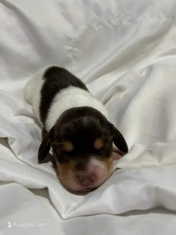 Piebald male – Miniature Dachshund puppy for sale in Westminster, SC
