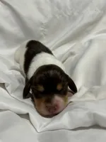 Piebald male, a male Miniature Dachshund for sale in Westminster, SC – 1 of 2