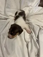 Short hair Female piebald, a female Miniature Dachshund for sale in Westminster, SC – 2 of 2