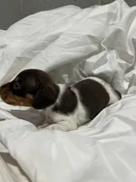 Short hair Female piebald, a female Miniature Dachshund for sale in Westminster, SC – 3 of 3