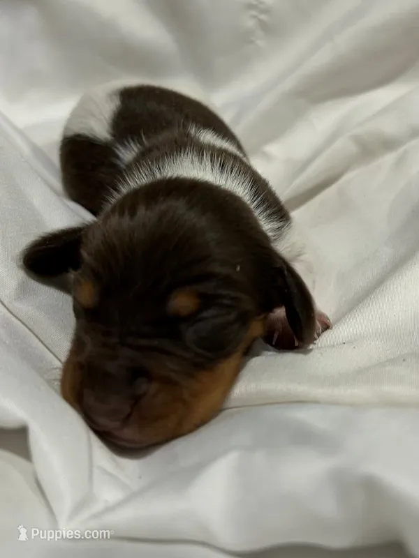 Female piebald – Miniature Dachshund puppy for sale in Westminster, SC