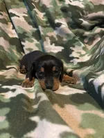 Max, a male Miniature Dachshund for sale in Westminster, SC – Photo 2 of 2