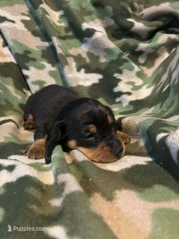 Max – Miniature Dachshund puppy for sale in Westminster, SC