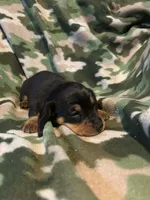 Max, a male Miniature Dachshund for sale in Westminster, SC – Photo 1 of 2