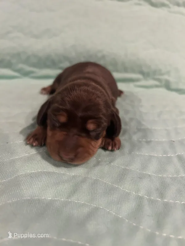 Chocolate and tan female , a female Miniature Dachshund for sale in Westminster, SC – Photo 1 of 1