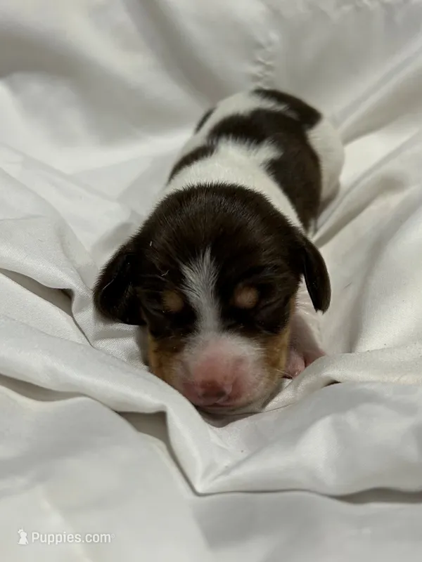 Female piebald – Miniature Dachshund puppy for sale in Westminster, SC