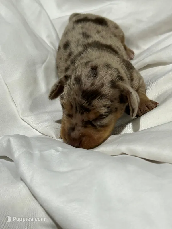 Dapple Male – Miniature Dachshund puppy for sale in Westminster, SC