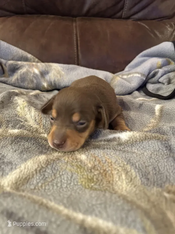 Male Chocolate and tan 