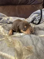 Male Chocolate and tan , a male Miniature Dachshund for sale in Westminster, SC – Photo 3 of 4
