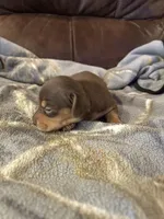 Male Chocolate and tan , a male Miniature Dachshund for sale in Westminster, SC – Photo 2 of 4