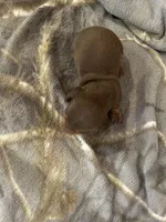 Chocolate and tan male , a male Miniature Dachshund for sale in Westminster, SC – Photo 3 of 3