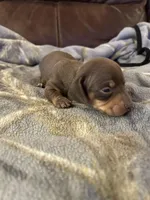 Chocolate and tan male , a male Miniature Dachshund for sale in Westminster, SC – Photo 2 of 3