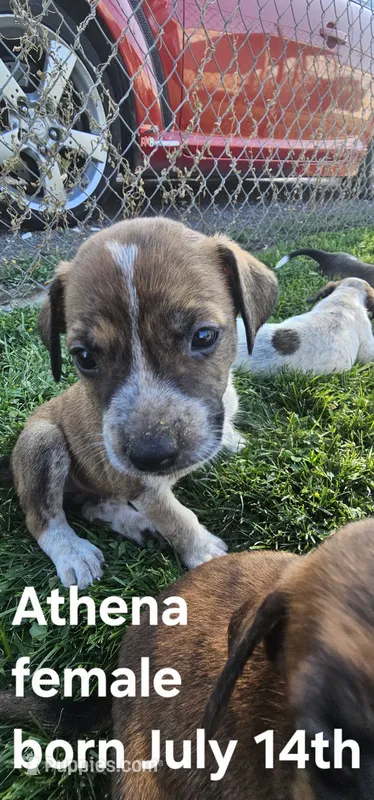 Pip – Border Collie, American Pit Bull Terrier puppy for sale in Clarkston, WA