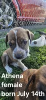 Pip, a female Border Collie and American Pit Bull Terrier for sale in Clarkston, WA – 1 of 1